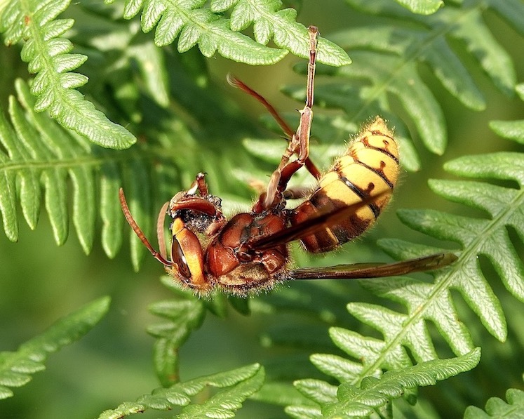 hornet